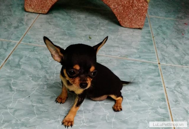 [đã bán] 09/2018 Chó Chihuahua ĐEN - Vàng bốn mắt thông minh lanh lợi