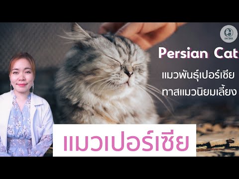 มารู้จักแมวพันธุ์เปอร์เซีย Persia cat กันค่ะ ว่ามีโรคอะไรบ้างที่ทาสแมวต้องระวังสำหรับแมวพันธุ์นี้